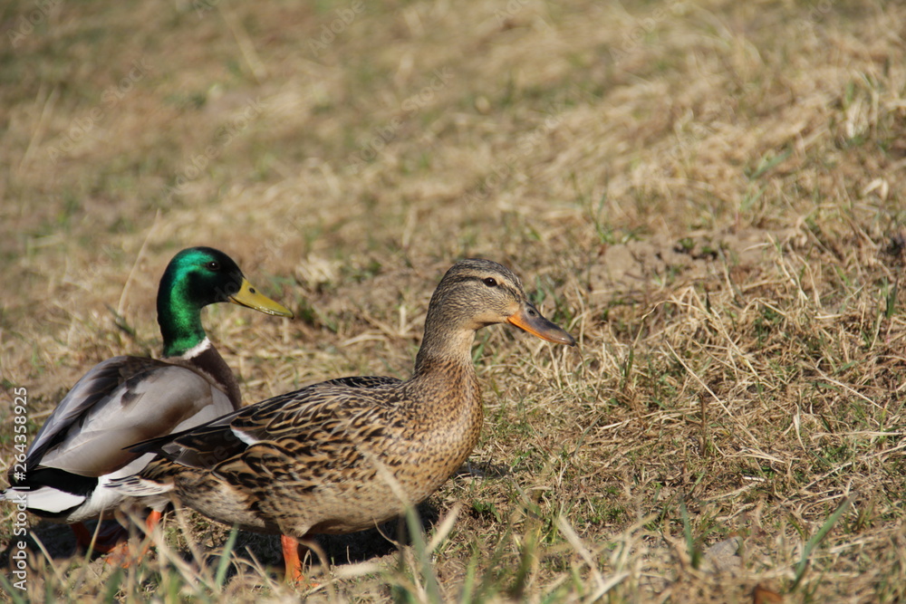 duck in the grass