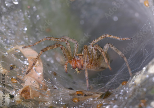 Labyrinth spider Agelena labyrinthica eating aphid in the web funnel
