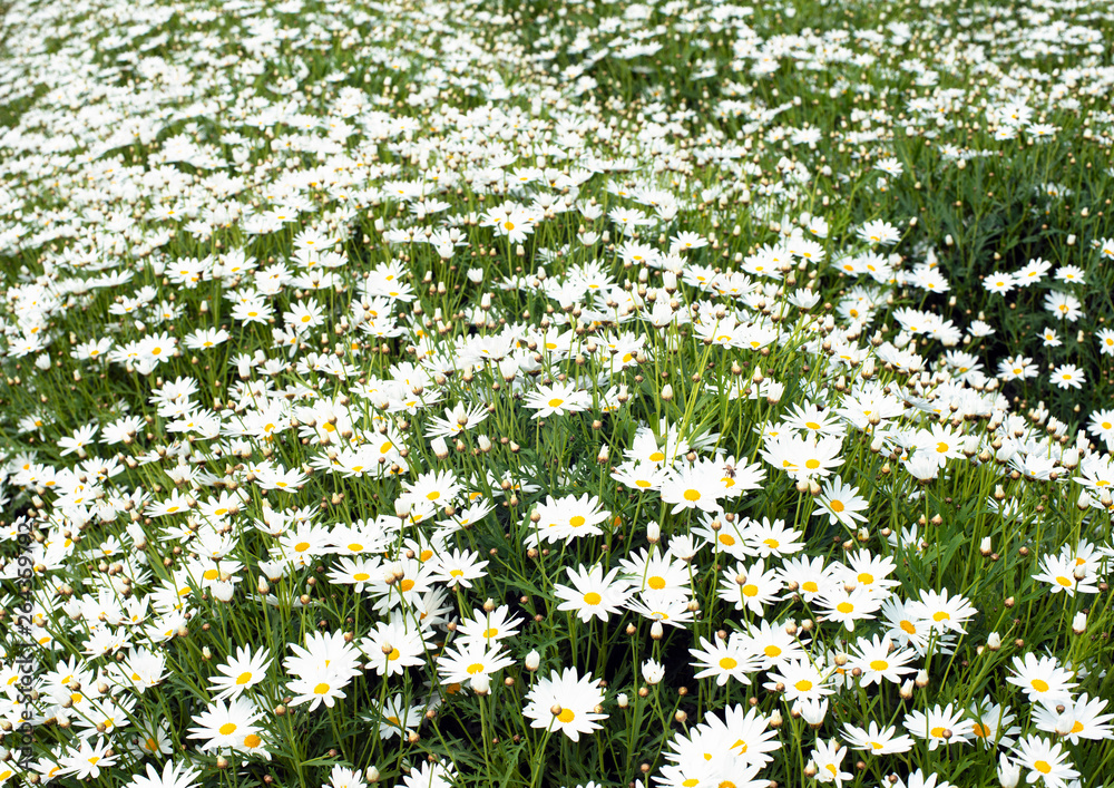 菊の花 菊の花