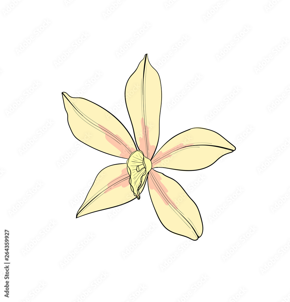 Vanilla aroma flower . An isolated spice. Vanilla Flavoring