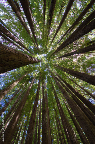 Sequoias in the Otways, Victoria, Australia © Rebel