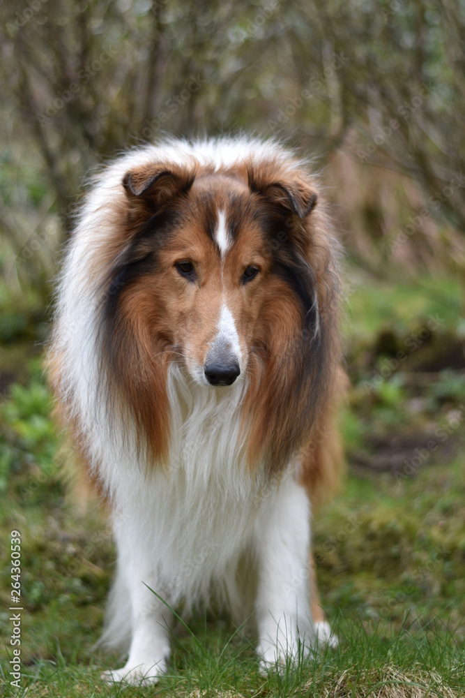 Amerikanischer Collie