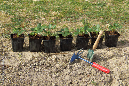 seven pots with strawberry bushes, shovel and chopper in the garden. planting seedlings for future harvest