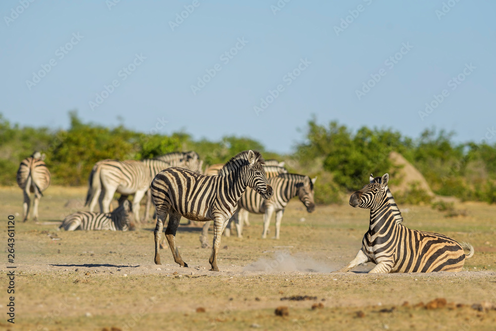Obraz premium Plains Zebra - Equus quagga, large popular horse like animal from African savannas, Etosha National Park, Namibia