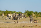 Plains Zebra - Equus quagga, large popular horse like animal from African savannas, Etosha National Park, Namibia
