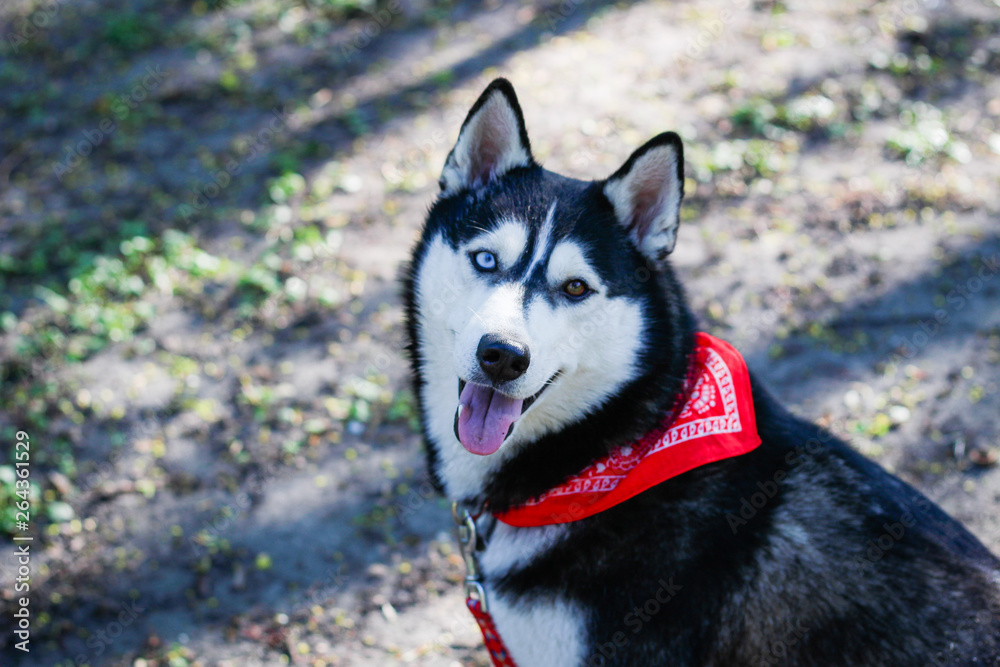 Obraz premium Husky playing in the park. Black and white dog in the park.
