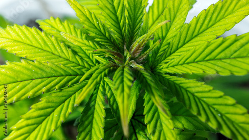 Sprout of medical marijuana plant growing indoor.