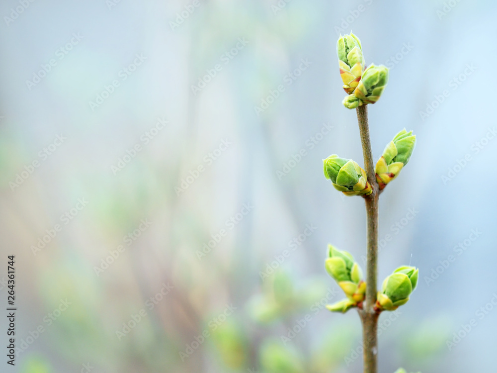 Spring. Awakening of nature, blooming lilac buds on the branches, closeup Spring. Awakening of nature, blooming lilac buds on the branches, closeup