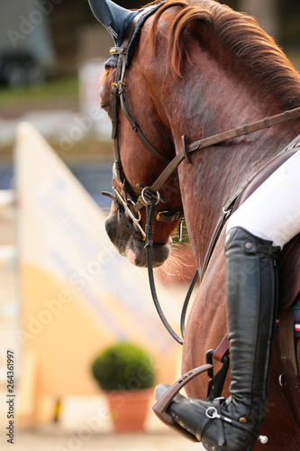 Horse's head in portraits from diagonally behind in close-up with rider, bridle and ear cap..
