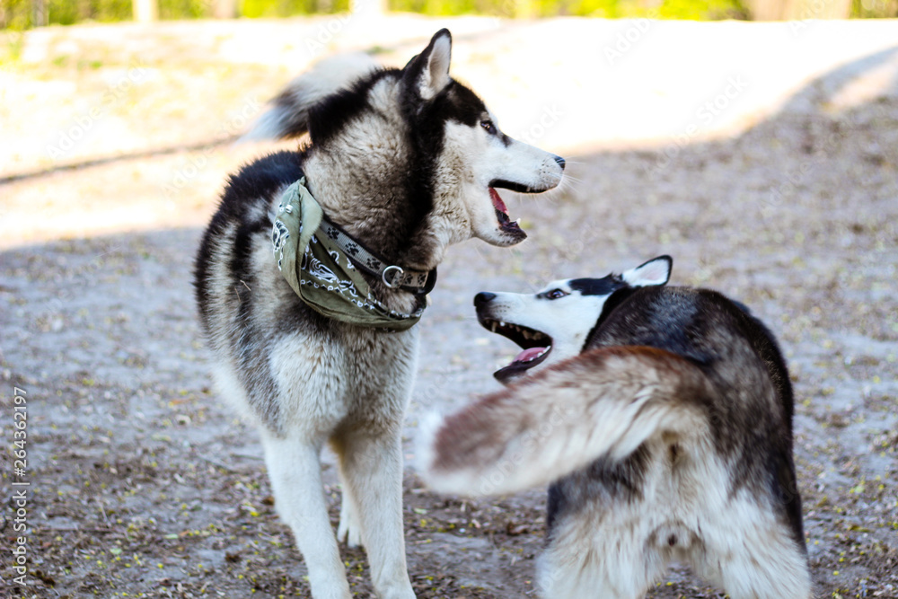 Naklejka premium Two huskies are playing in the park. Black and white dog in the park.