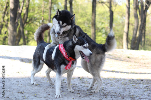 Two huskies are playing in the park. Black and white dog in the park.