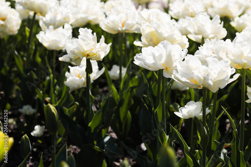 Beautiful bouquet of tulips nature background.