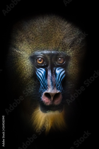 Awareness of the meaninglessness of being in the eyes. The pensive face of a madril monkey Rafiki Isolated black background photo