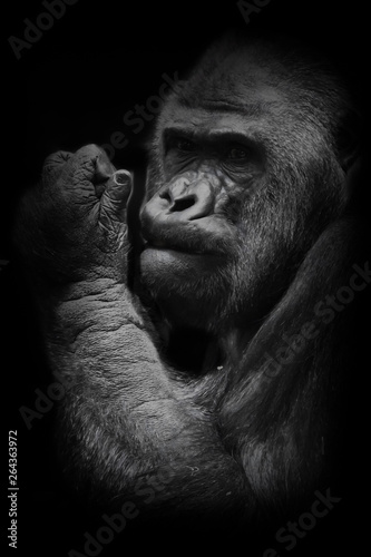 powerful hand. The brutal muzzle (face) of a powerful and strong male gorilla is a symbol of masculinity and wildness. Isolated black background