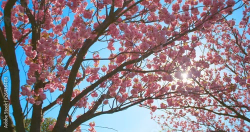 Beautiful cherry blossom sakura in spring time over blue sky.