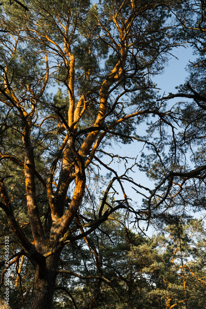 Obraz premium Circle camera movement from ground facing sky with pine trees and clear blue sky during the Golden Hour sunset