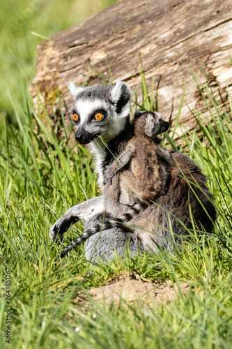 Fototapeta Naklejka Na Ścianę i Meble -  Lemuren