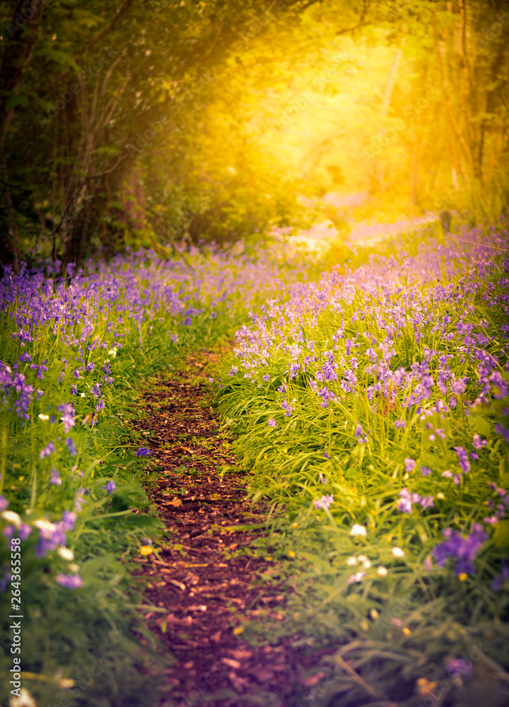 Naklejka premium Woodland path with bluebells and colourful wildflowers in a forest
