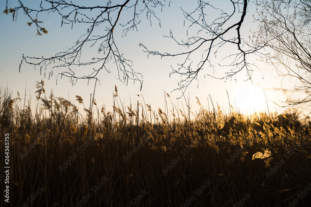 Fototapeta premium Rye field during a sunset with beautiful sun shinning in the background