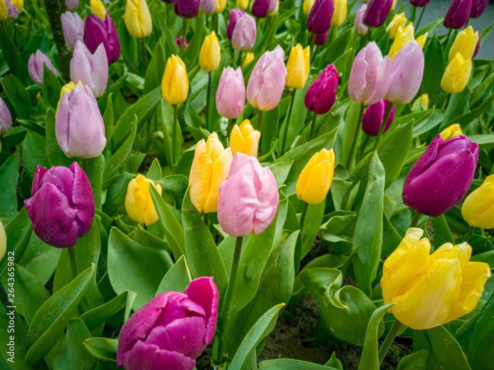 bouquet of colorful tulips bouquet of colorful tulips