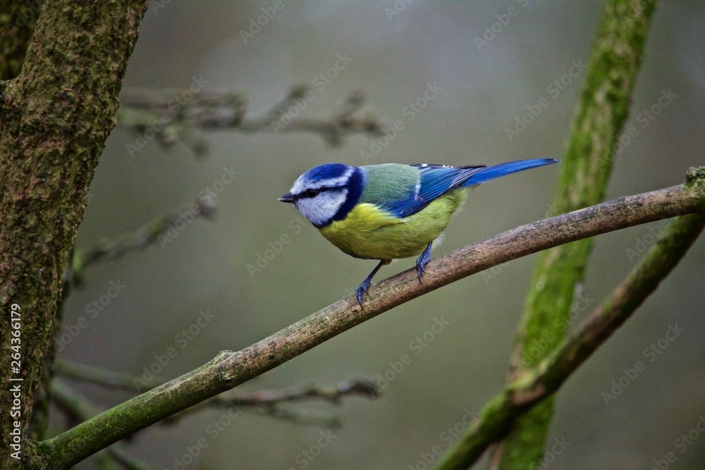 Blue Tit Perched on Branch Near Feeder in Autumn Blue Tit Perched on Branch Near Feeder in Autumn