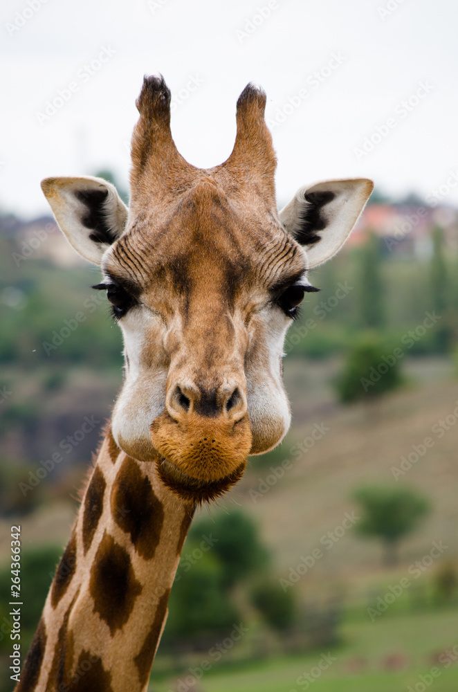 Obraz premium giraffe