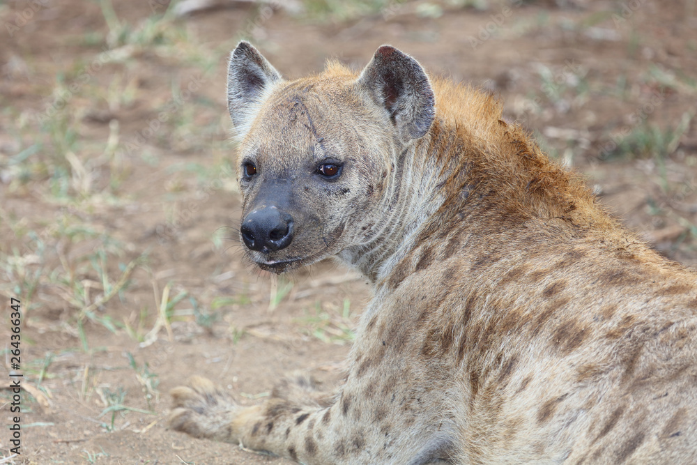 Tüpfelhyäne / Spotted hyaena / Crocuta crocuta Tüpfelhyäne / Spotted hyaena / Crocuta crocuta