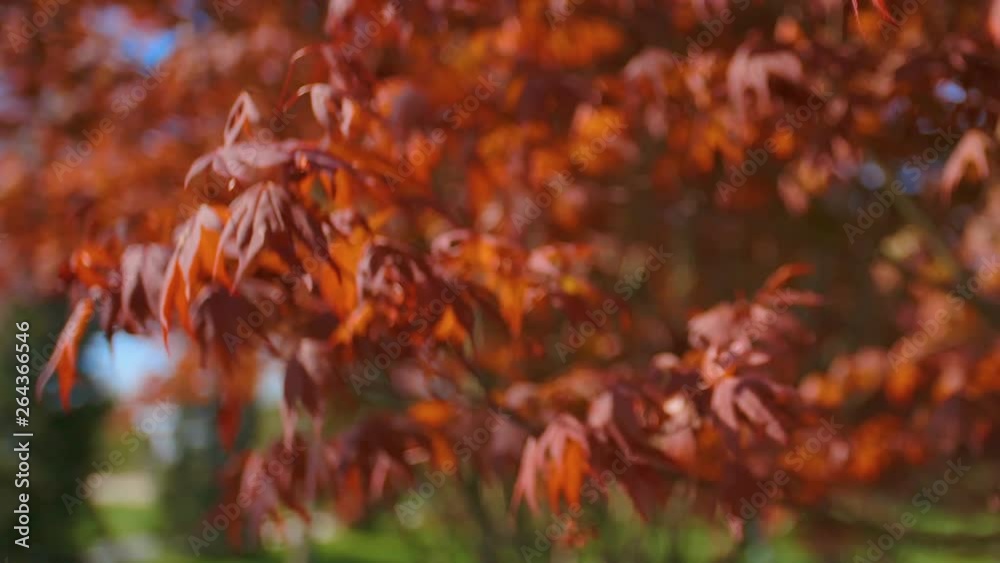 Red maple tree foliage under sunlight background. Red Sunset tree Red maple tree foliage under sunlight background. Red Sunset tree