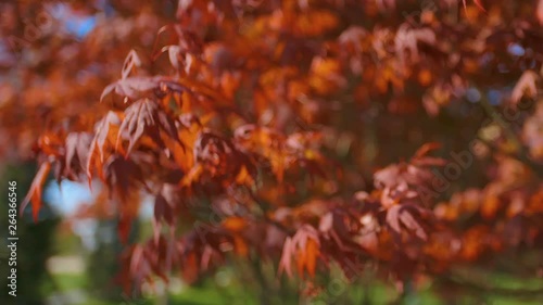 Red maple tree foliage under sunlight background. Red Sunset tree