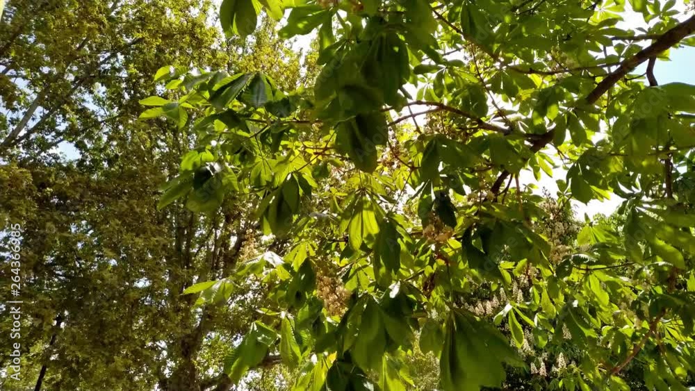 Leaves of a tree moving with the force of the wind Leaves of a tree moving with the force of the wind