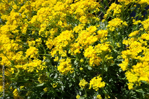 gelbe Blumen
