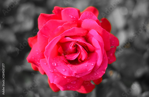 red rose with water drops