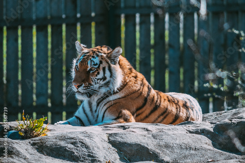 Canvas Print Tiger, Blair Drummond Safari Park