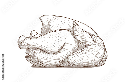 Whole chicken profile view. Isolated. Drawing illustration.