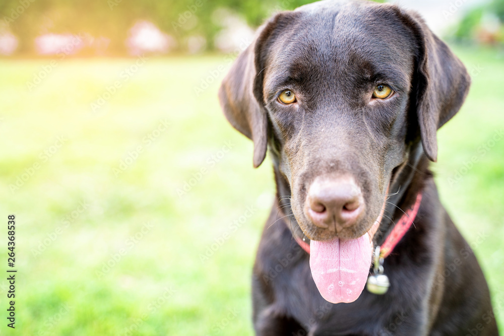 Brown and young Labrador retriever dog lying under a tree on glass field with smile