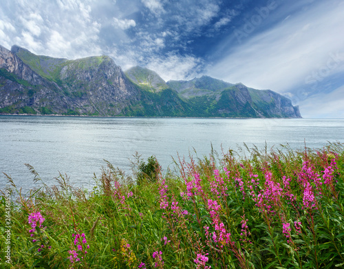 Summer Senja coast (Norway) © wildman