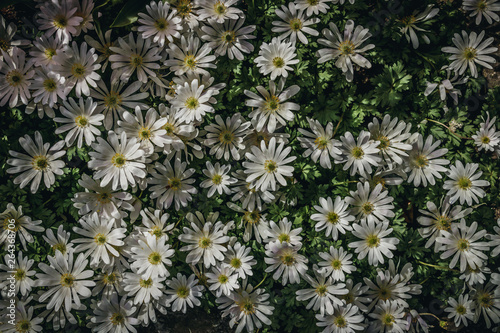 Close-up photo of white wildflowers from above. Summer nature background concept