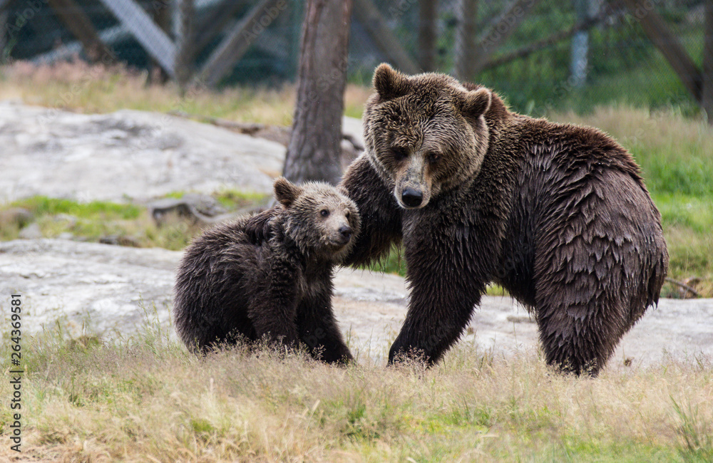 Cute family of brown bear mother bear and its baby cub playing in the grass. Ursus arctos beringianus. Kamchatka bear.