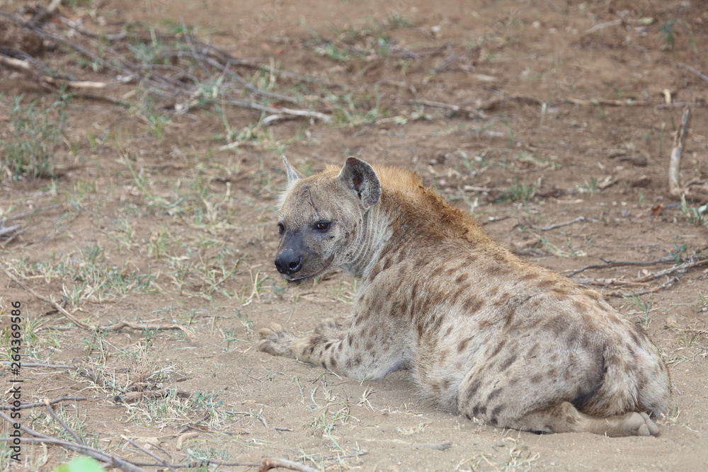 Tüpfelhyäne / Spotted hyaena / Crocuta crocuta Tüpfelhyäne / Spotted hyaena / Crocuta crocuta