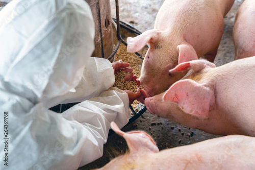 PIG FARM