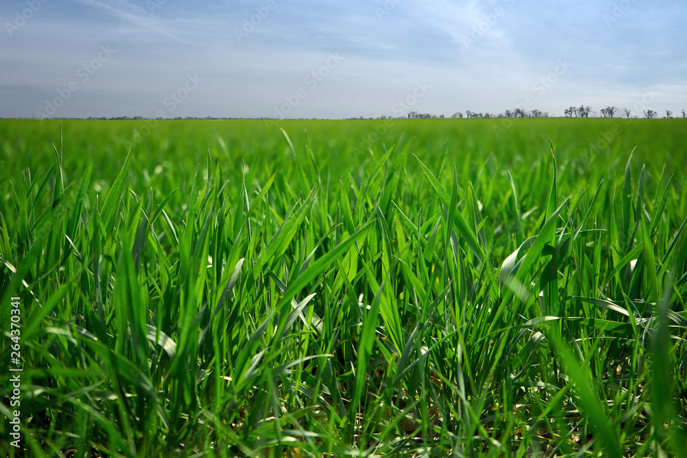 Green grass sprout Green grass sprout