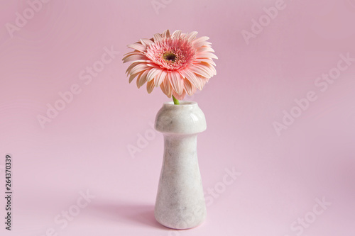 Pink light Gerbera flower on the pink light background