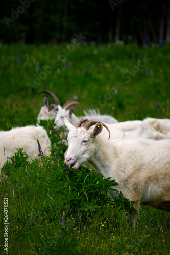 A herd of sheep grazing in a meadow, eating grass and plants.