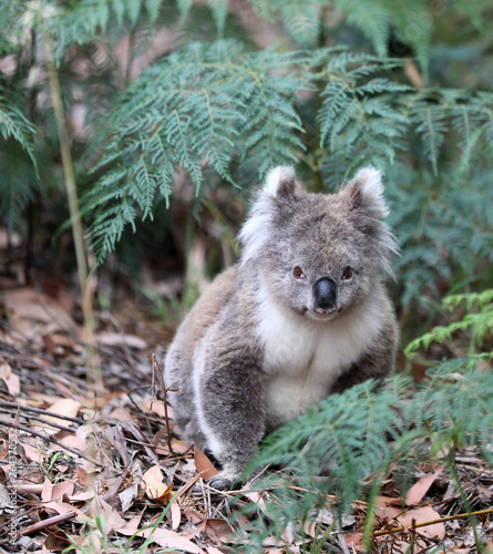 Freilebender Koala in Australien