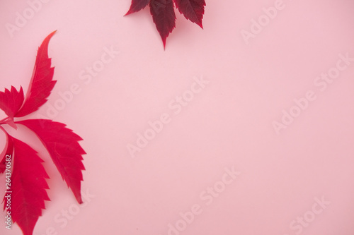 Juicy bright saturated greenery on a pink background. The large leaves of the flower.