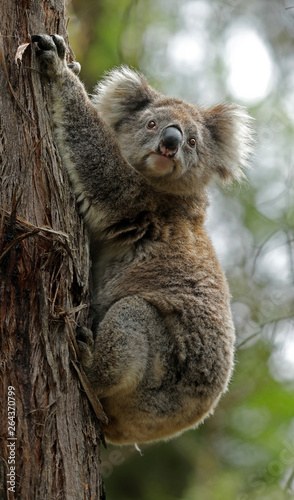 Freilebender Koala in Australien