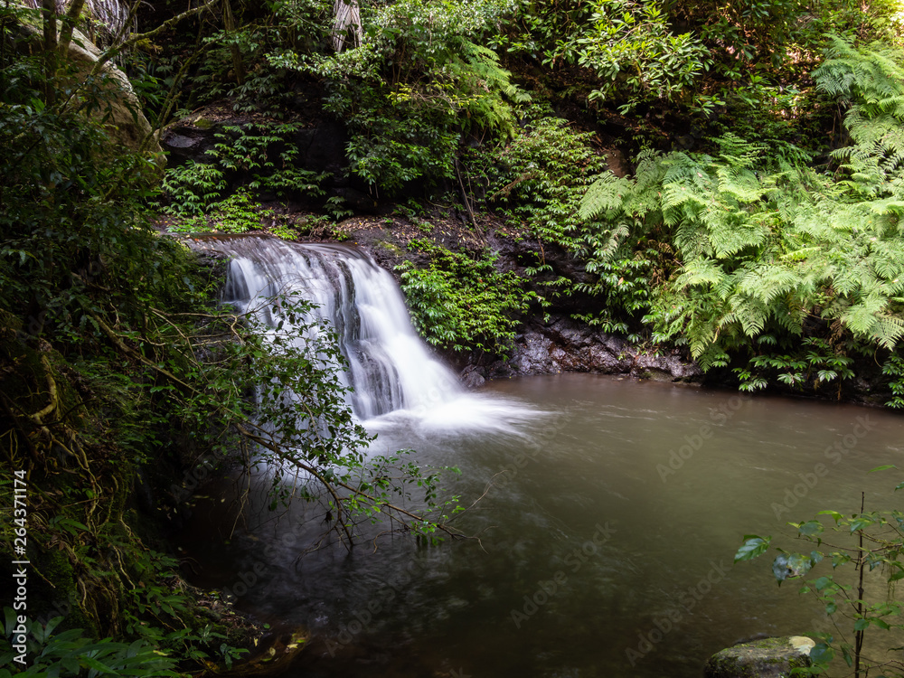 Rain Forest Waterfall