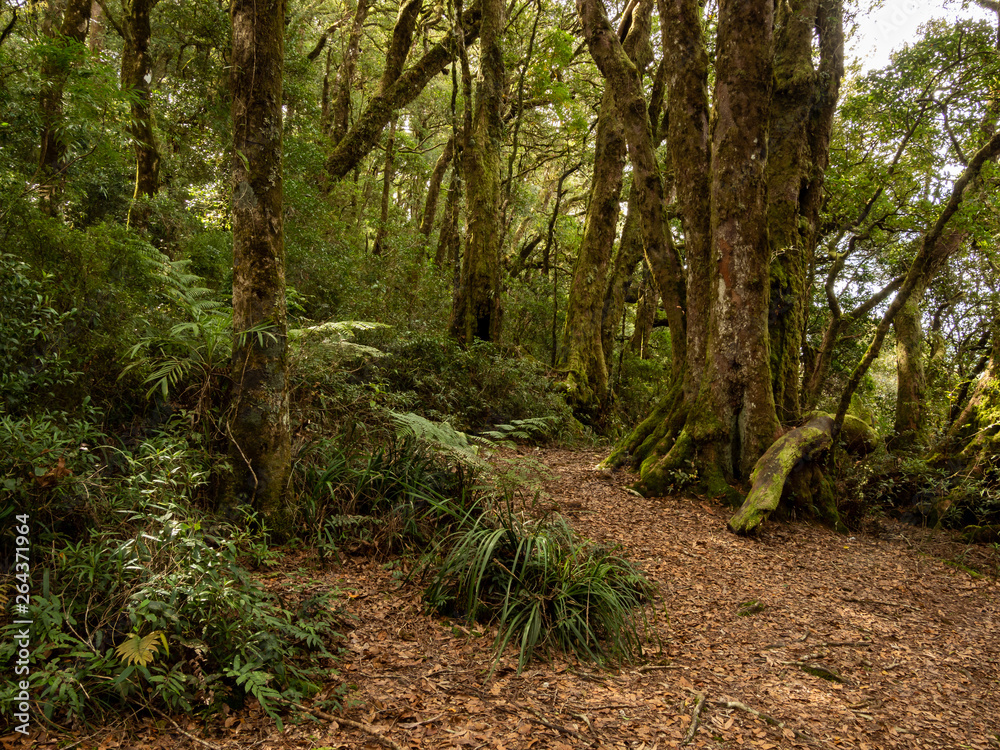 Temperate Rain Forest