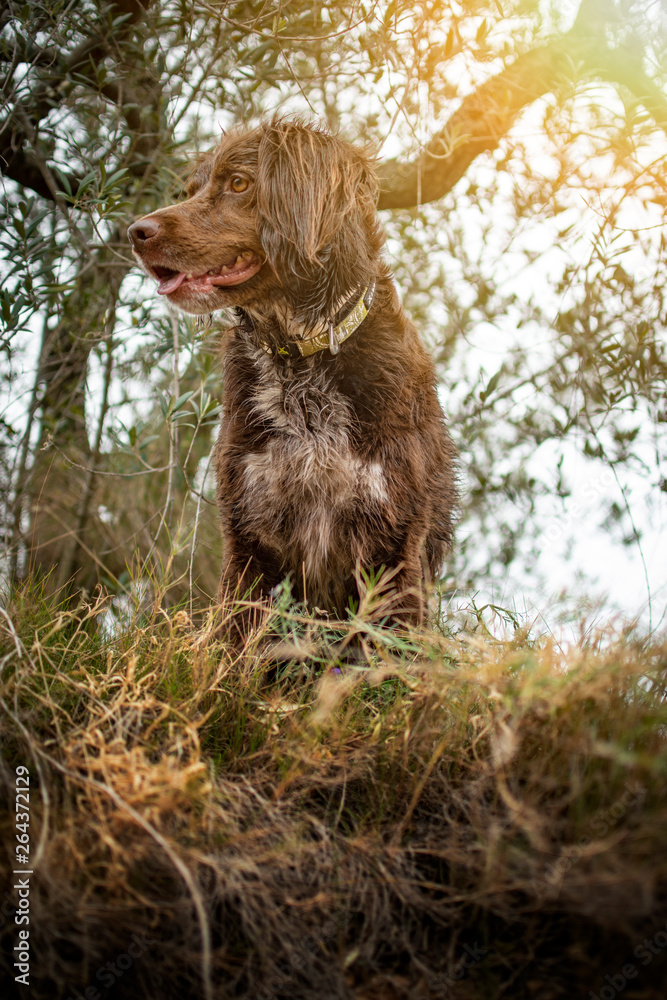Brown hunting dog of the munsterlander breed small.