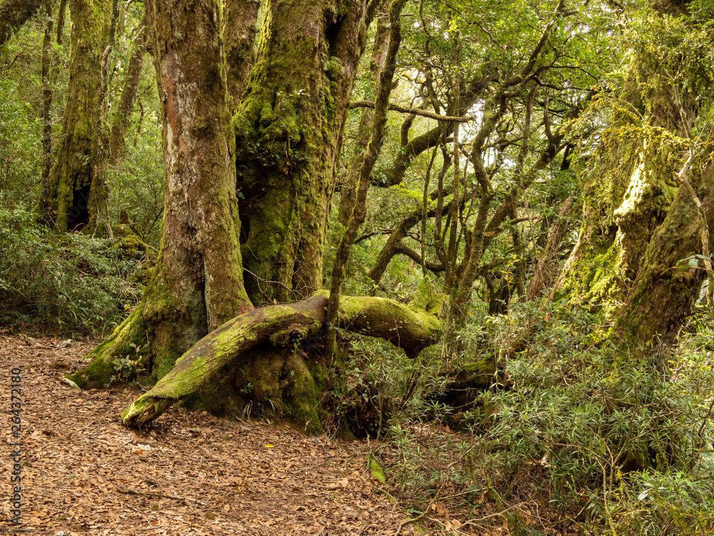 Temperate Rain Forest